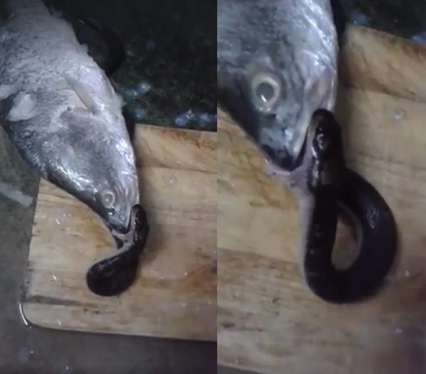 งูเหลือมอ้อ