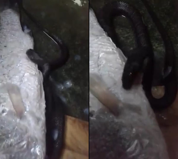 งูเหลือมอ้อ