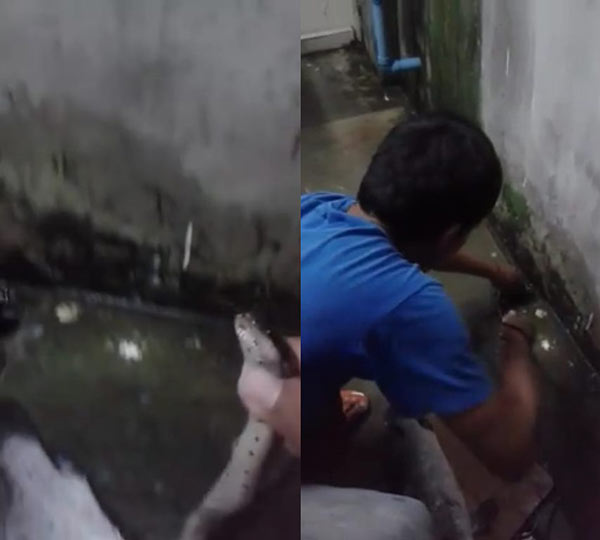 งูเหลือมอ้อ