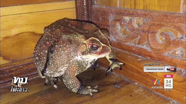 คางคกผัดเผ็ด