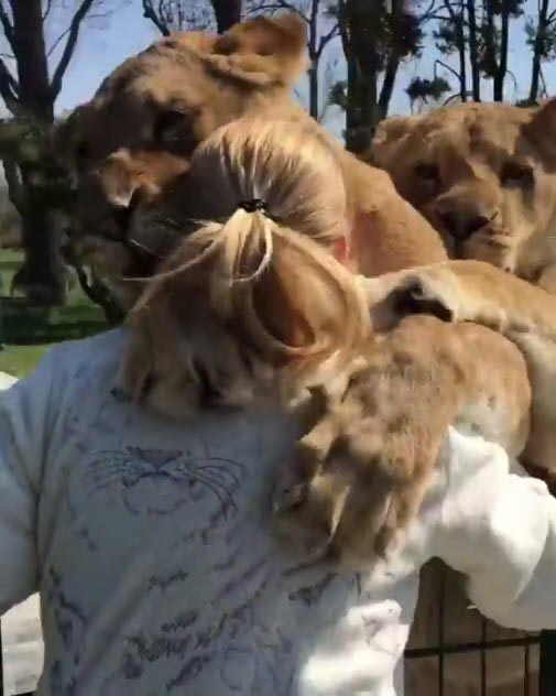 สิงโตกอดมนุษย์