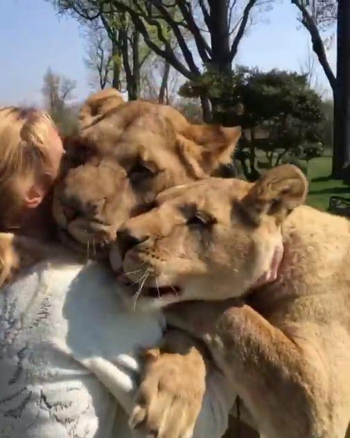 สิงโตกอดมนุษย์