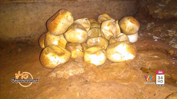 งูเหลือม