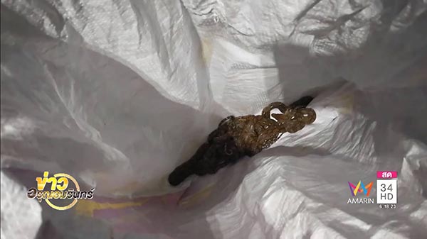 งูเหลือม