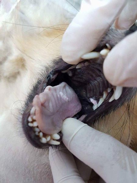 วางยาฆ่าหมา