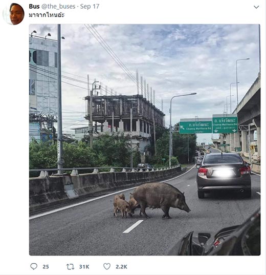 หมูป่าบนทางด่วน