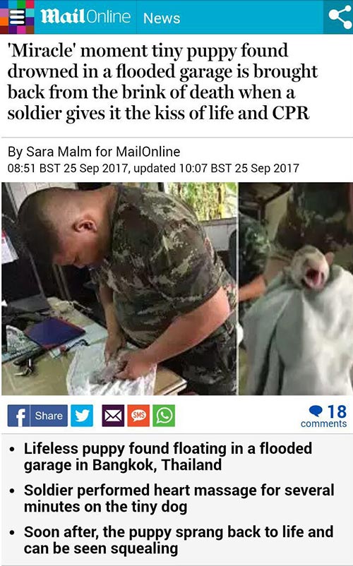 ช่วยหมาจมน้ำ