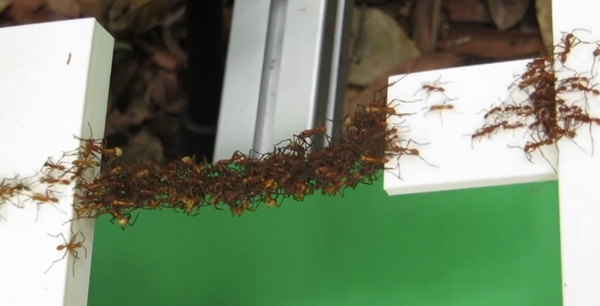 มดต่อตัวเป็นสะพานให้เพื่อนข้าม