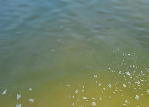 แพลงก์ตอนบลูม