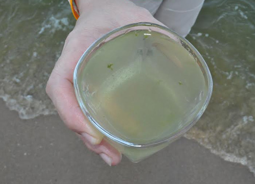 แพลงก์ตอนบลูม