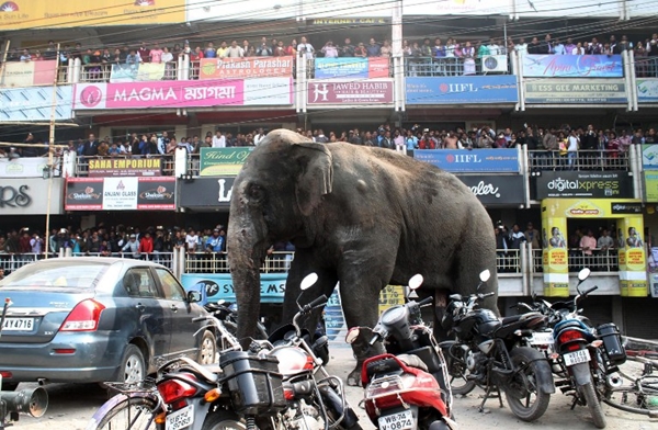 ช้างป่าบุกเมือง