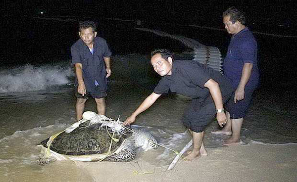 ซากเต่าทะเล