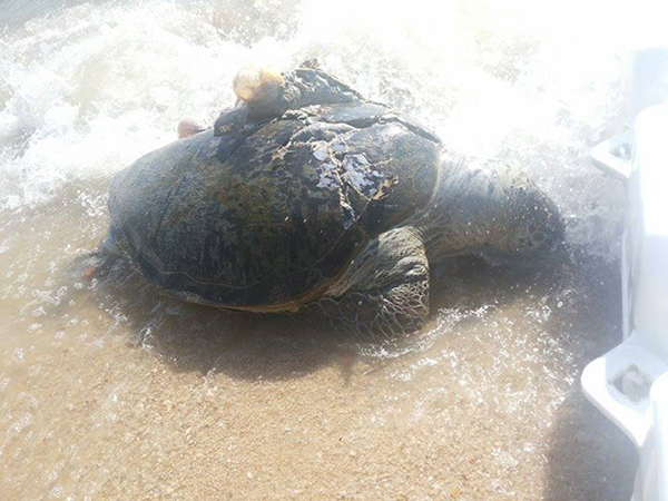 ซากเต่าทะเล