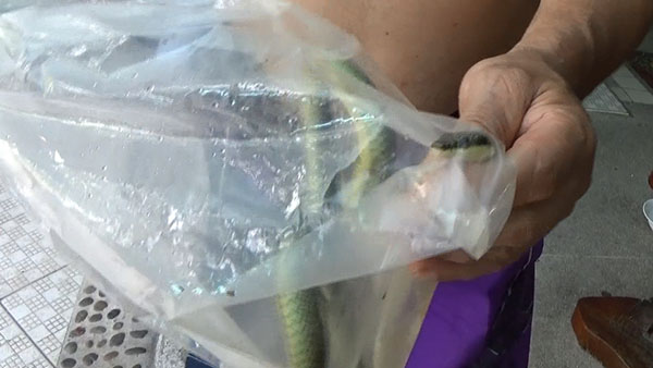 งูเขียวหางไหม้