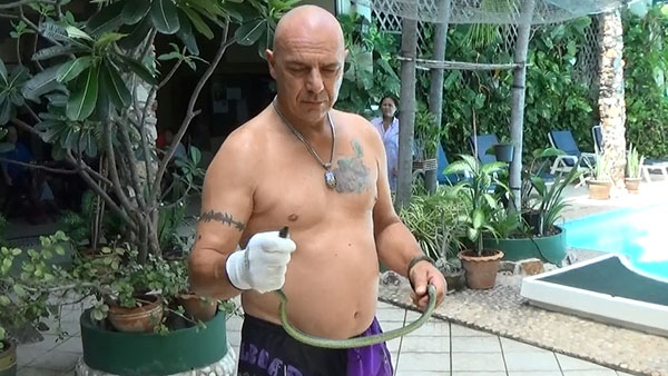 งูเขียวหางไหม้