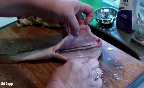 ปลาซอมบี้