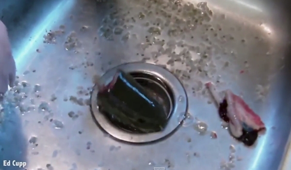 ปลาซอมบี้