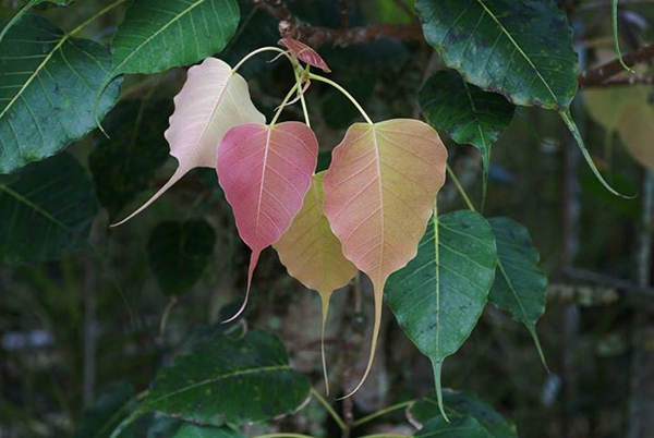 ใบโพธิ์สีชมพู