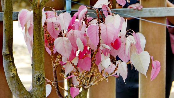 ใบโพธิ์สีชมพู