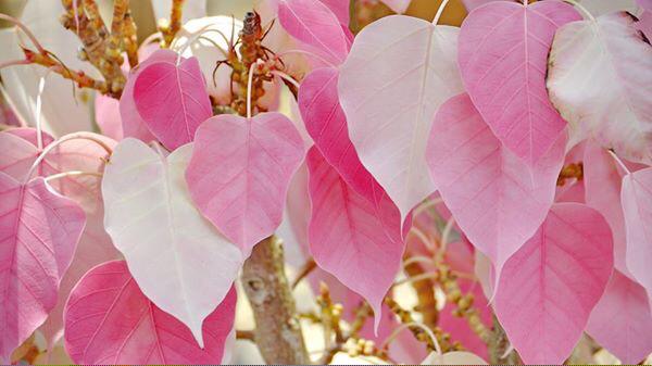 ใบโพธิ์สีชมพู