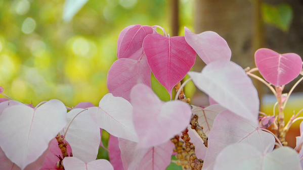 ใบโพธิ์สีชมพู