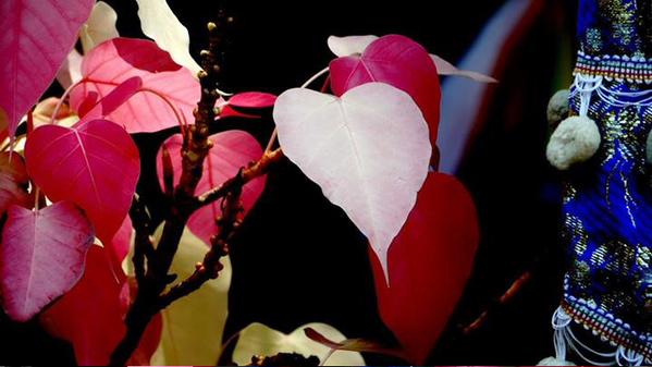 ใบโพธิ์สีชมพู