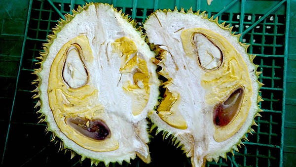 พบทุเรียนพันธุ์หายาก เนื้อสัมผัสเหนียวคล้ายทุเรียนกวน