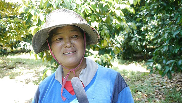 พบทุเรียนพันธุ์หายาก เนื้อสัมผัสเหนียวคล้ายทุเรียนกวน