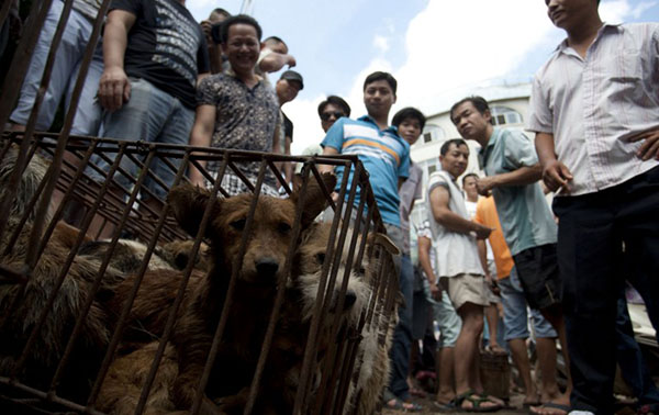 ไถ่ชีวิตสุนัข