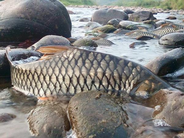 ปรากฏการณ์ปลากอง