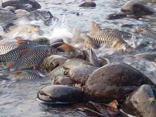 ปรากฏการณ์ปลากอง