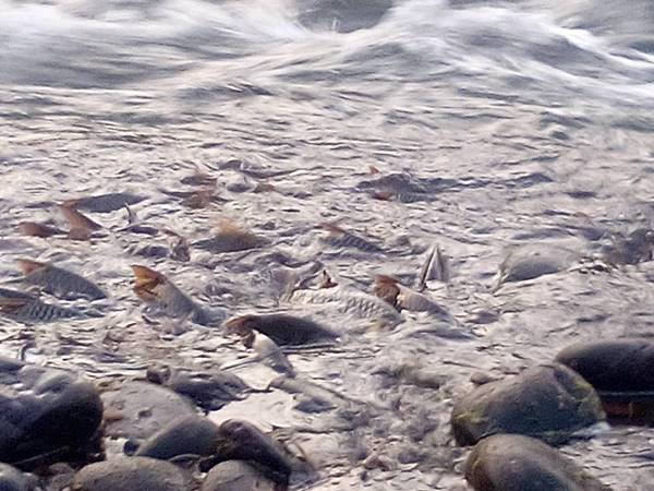 ปรากฏการณ์ปลากอง