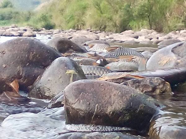 ปรากฏการณ์ปลากอง