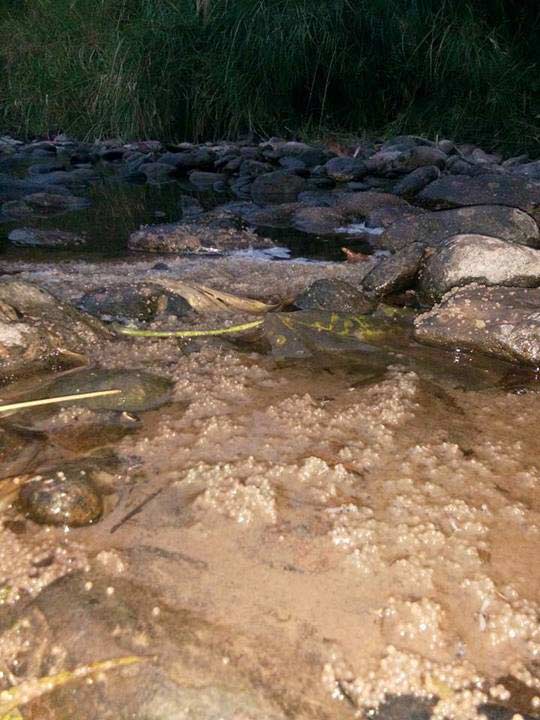 ปรากฏการณ์ปลากอง