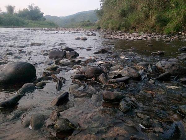 ปรากฏการณ์ปลากอง