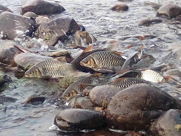 ปรากฏการณ์ปลากอง