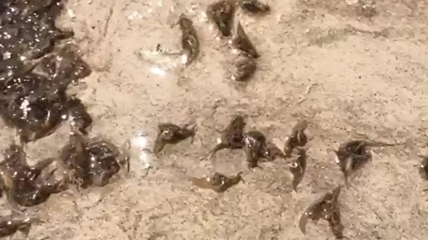 ทากทะเล