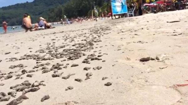 ทากทะเล