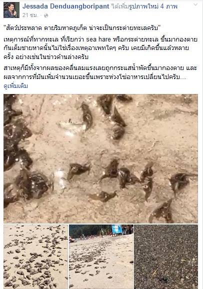 ทากทะเล