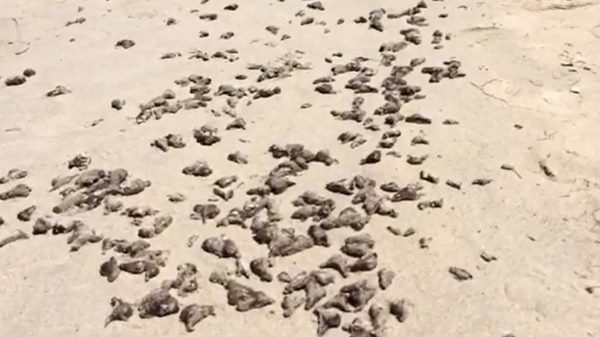 ทากทะเล