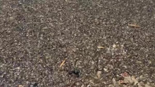 ทากทะเล