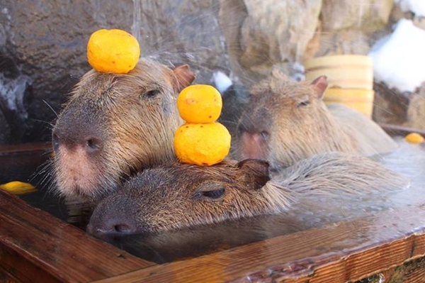 หนูยักษ์แช่ออนเซ็น