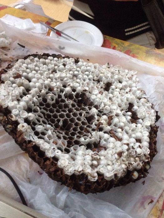 เมนูแปลกญี่ปุ่น