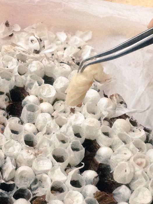 เมนูแปลกญี่ปุ่น