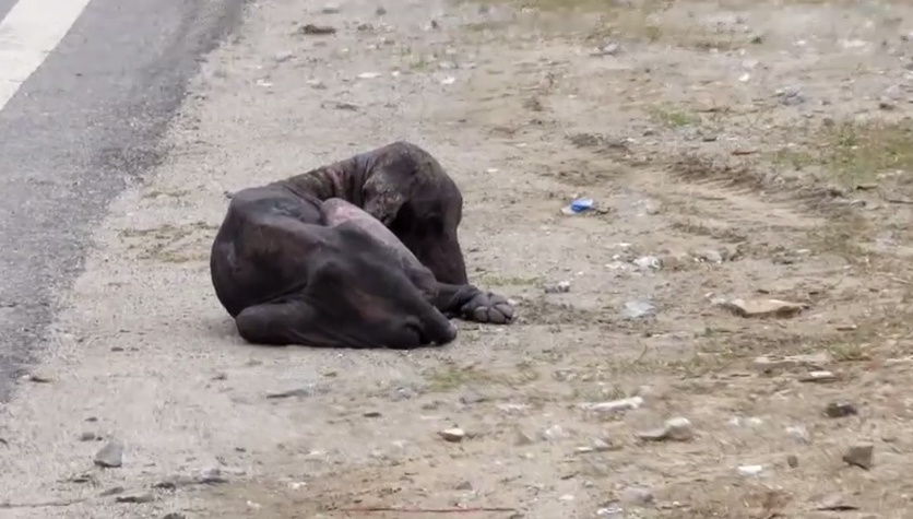 ชุบชีวิตหมาขี้เรื้อน