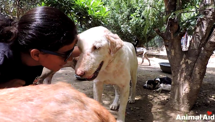 ชุบชีวิตหมาขี้เรื้อน