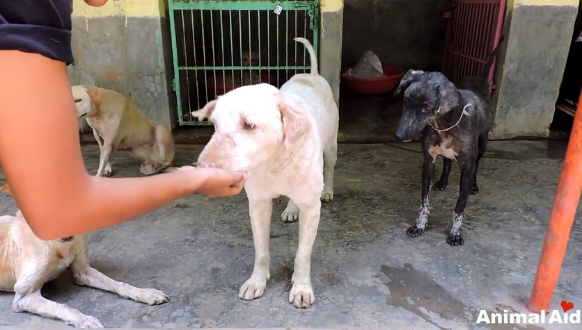 ชุบชีวิตหมาขี้เรื้อน