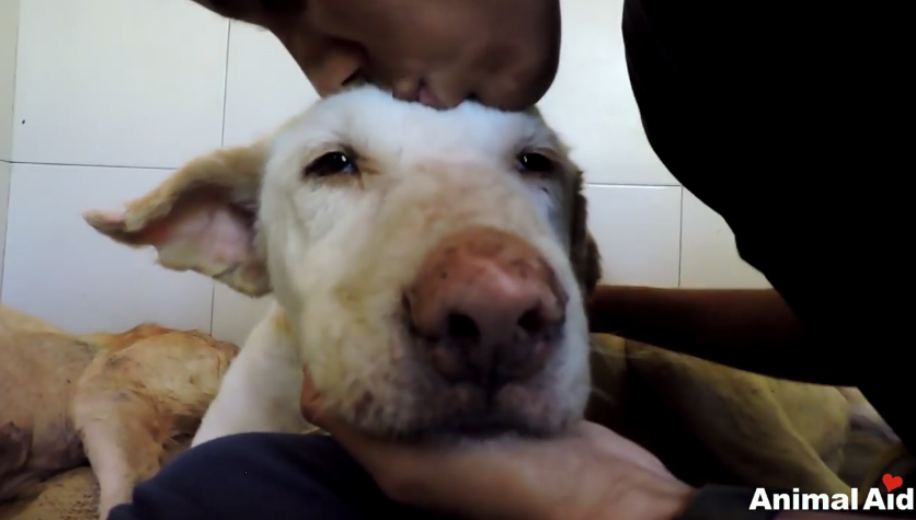 ชุบชีวิตหมาขี้เรื้อน