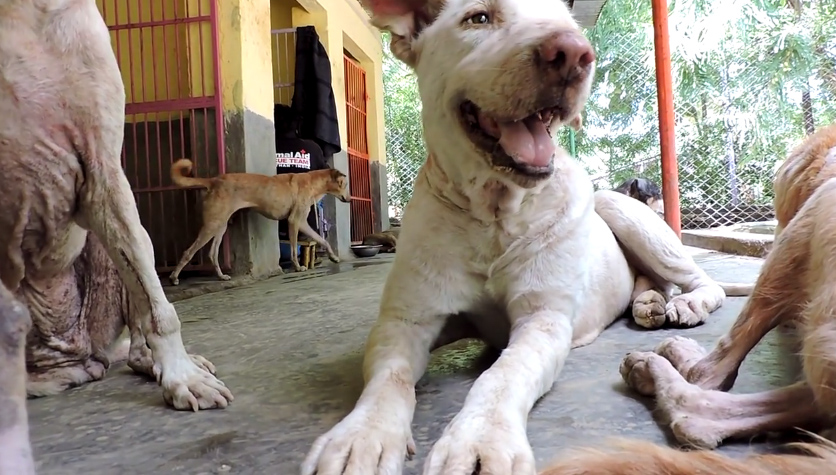 ชุบชีวิตหมาขี้เรื้อน