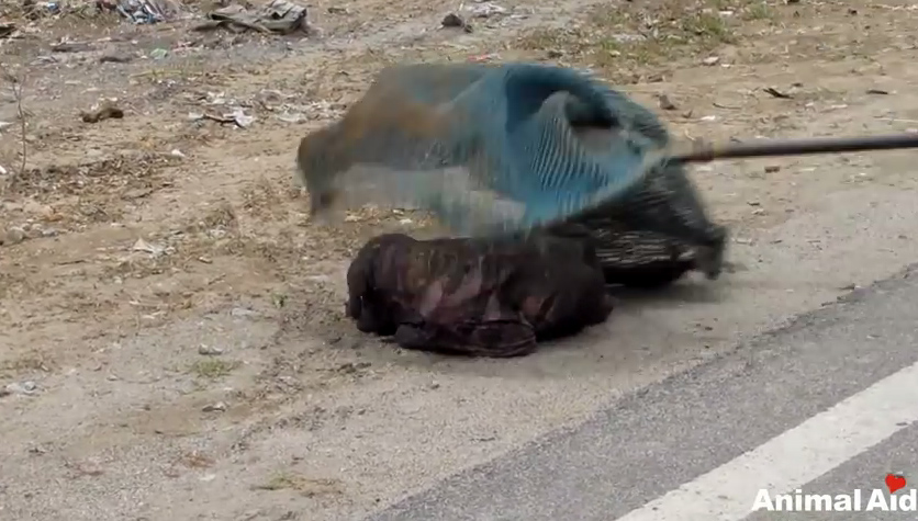 ชุบชีวิตหมาขี้เรื้อน